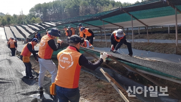 인삼공사 직원들이 폭설피해를 입은 강원도와 경북지역 인삼농가를 방문해 복구 작업을 했다. (사진=kgc인삼공사)