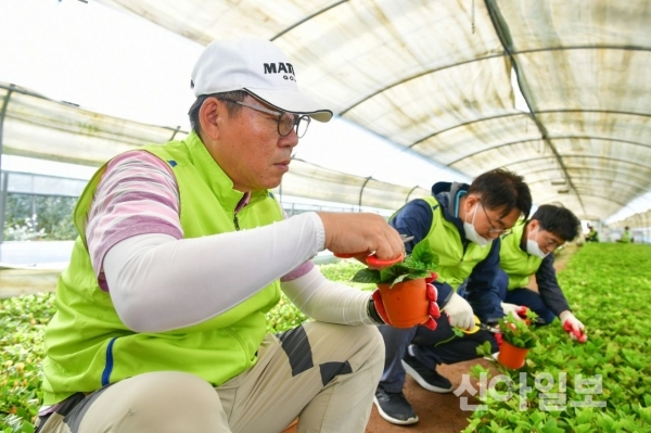 지난 7일 경기도 이천시 마장면 원예농가를 방문한 장승현 NH농협은행 수석부행장(왼쪽) 및 임직원들이 농촌일손돕기를 하고 있다. (사진=농협은행)