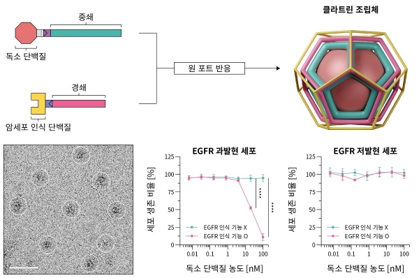 연구팀이 개발한 클라트린 조립체 모식도