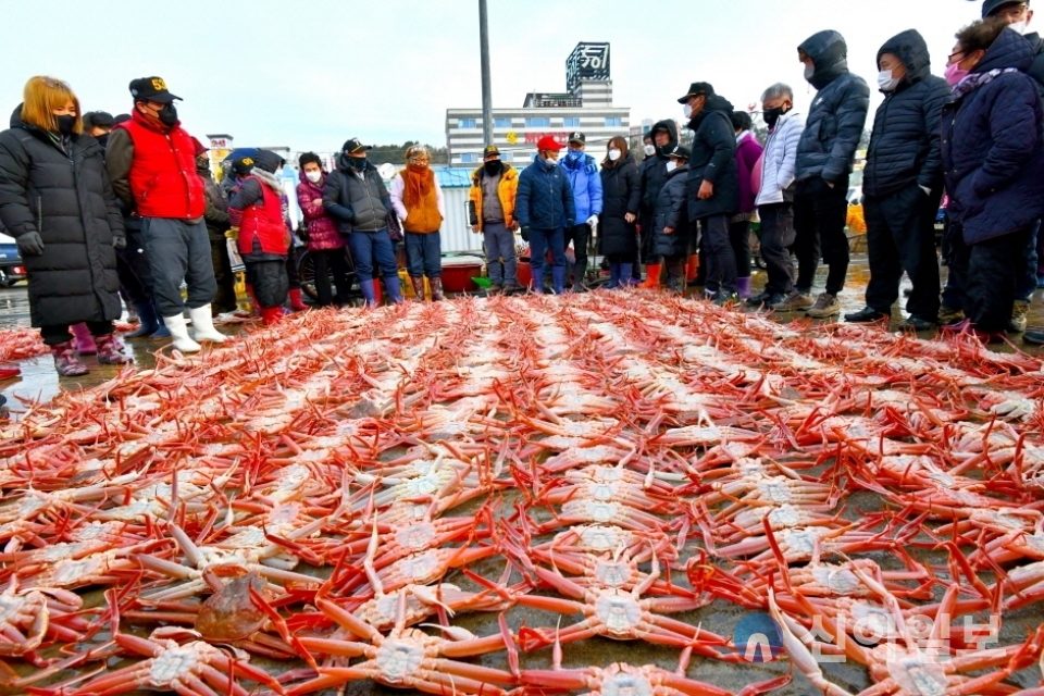 '울진대게와 붉은대게축제' 현장. (사진=한국관광공사)