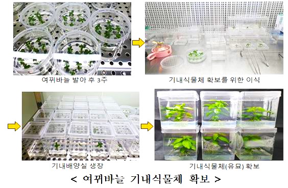 여뀌바늘 기내식물체 확보 사진